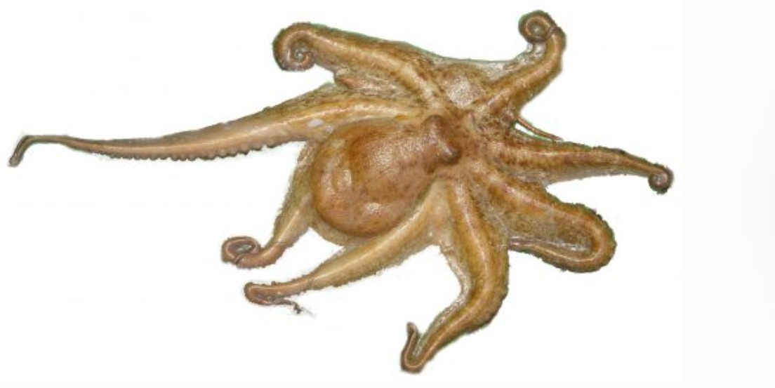 Octopus